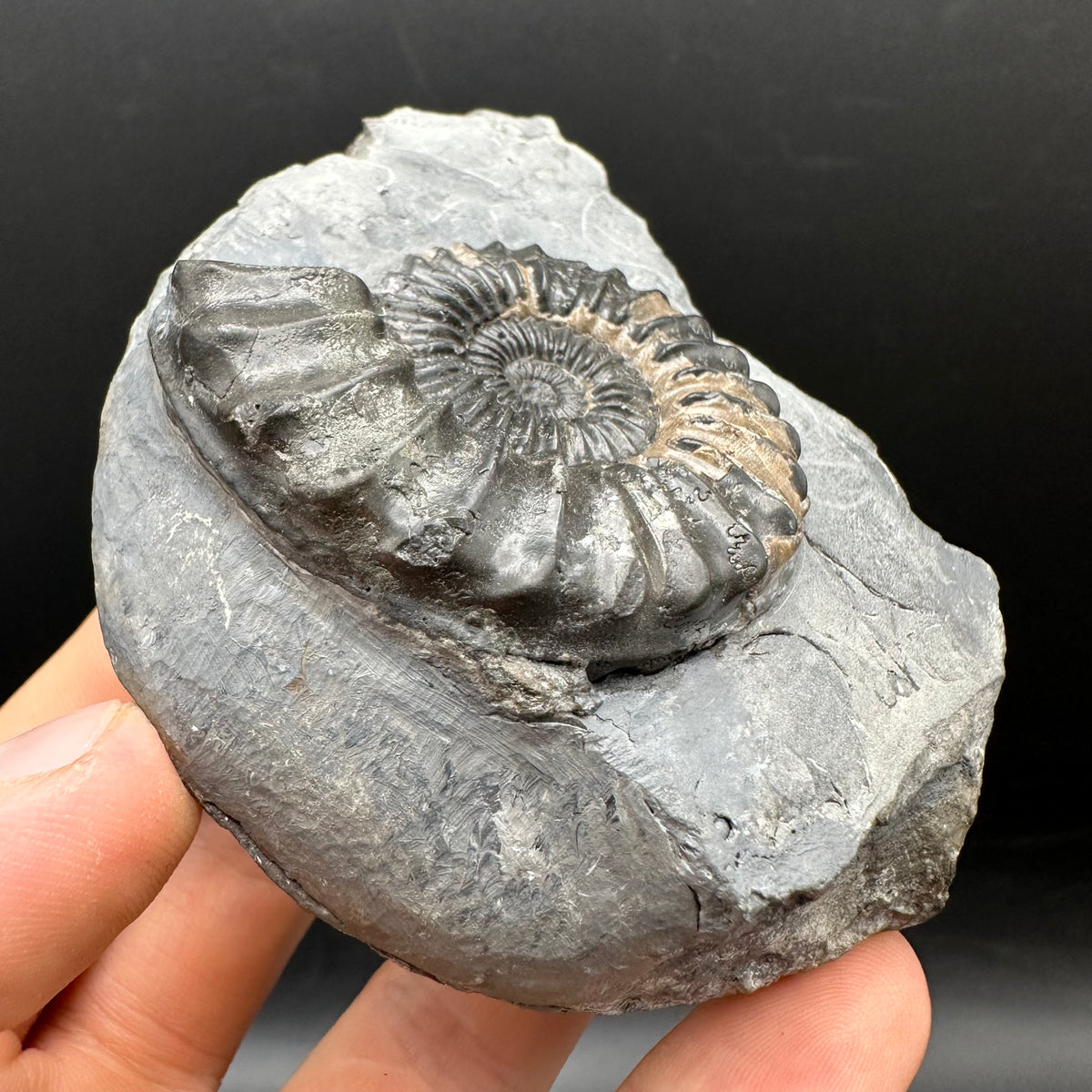 Pleuroceras hawskerense / Amauroceras Ammonite fossil with box and stand - Whitby, North Yorkshire Jurassic Coast, Yorkshire fossils