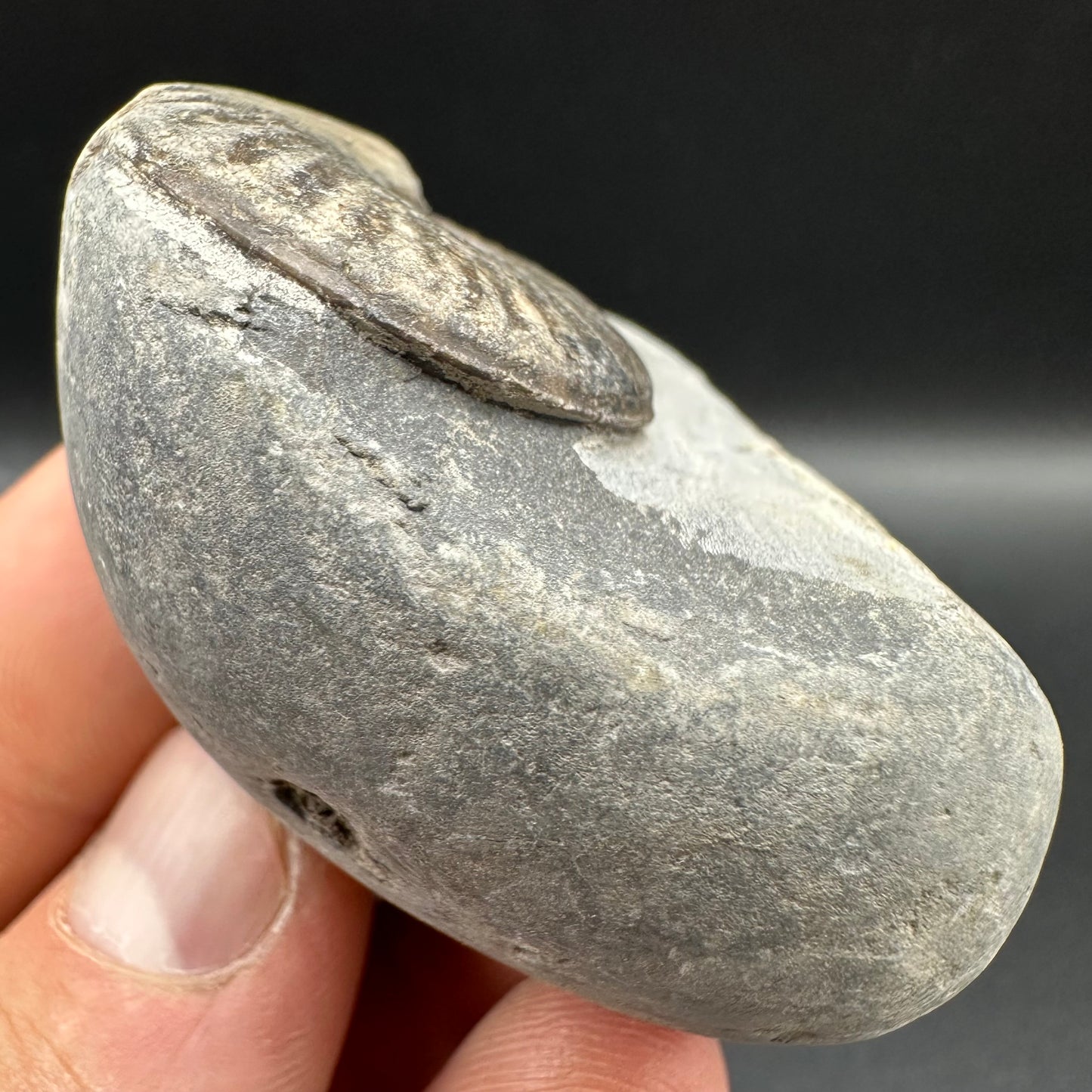 Pseudolioceras lythense Ammonite fossil with box and stand - Whitby, North Yorkshire, Yorkshire Fossils on the Jurassic Coast