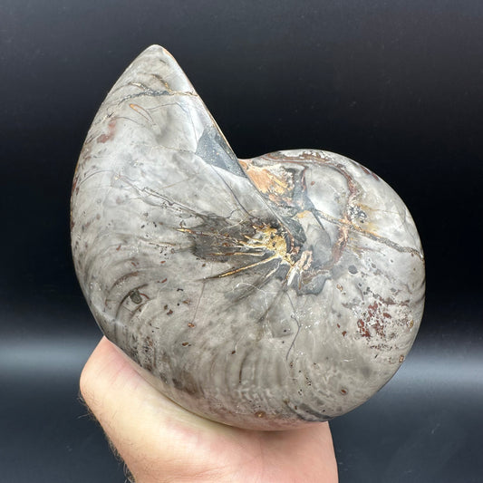 Cenoceras Nautilus Fossil With Stand - Middle Cretaceous Madagascar