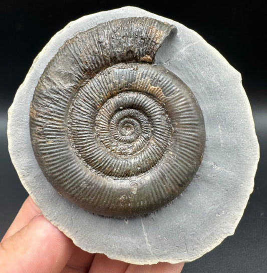 Dactylioceras tenuicostatum Ammonite fossil with box and stand - Whitby, North Yorkshire Jurassic Coast