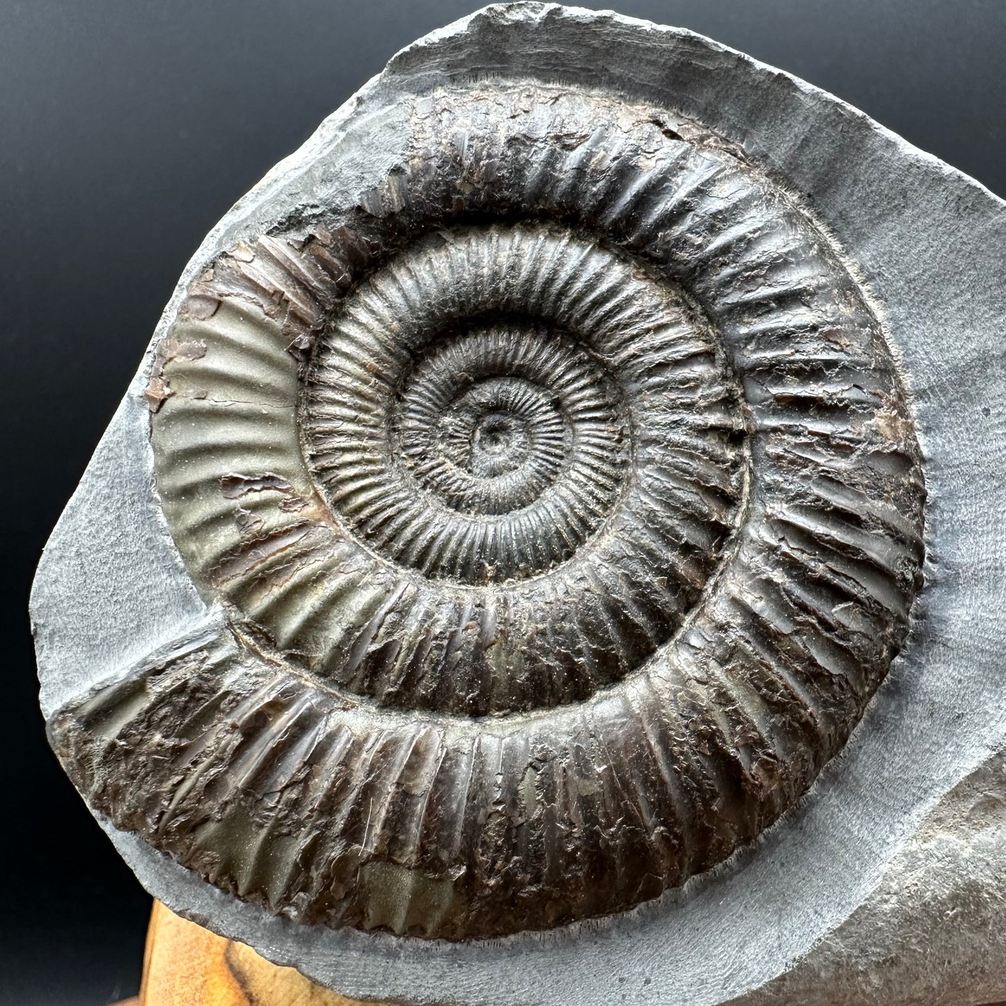 Dactylioceras Ammonite Fossil With box and Stand - Whitby, North Yorkshire Jurassic Coast Yorkshire Fossils