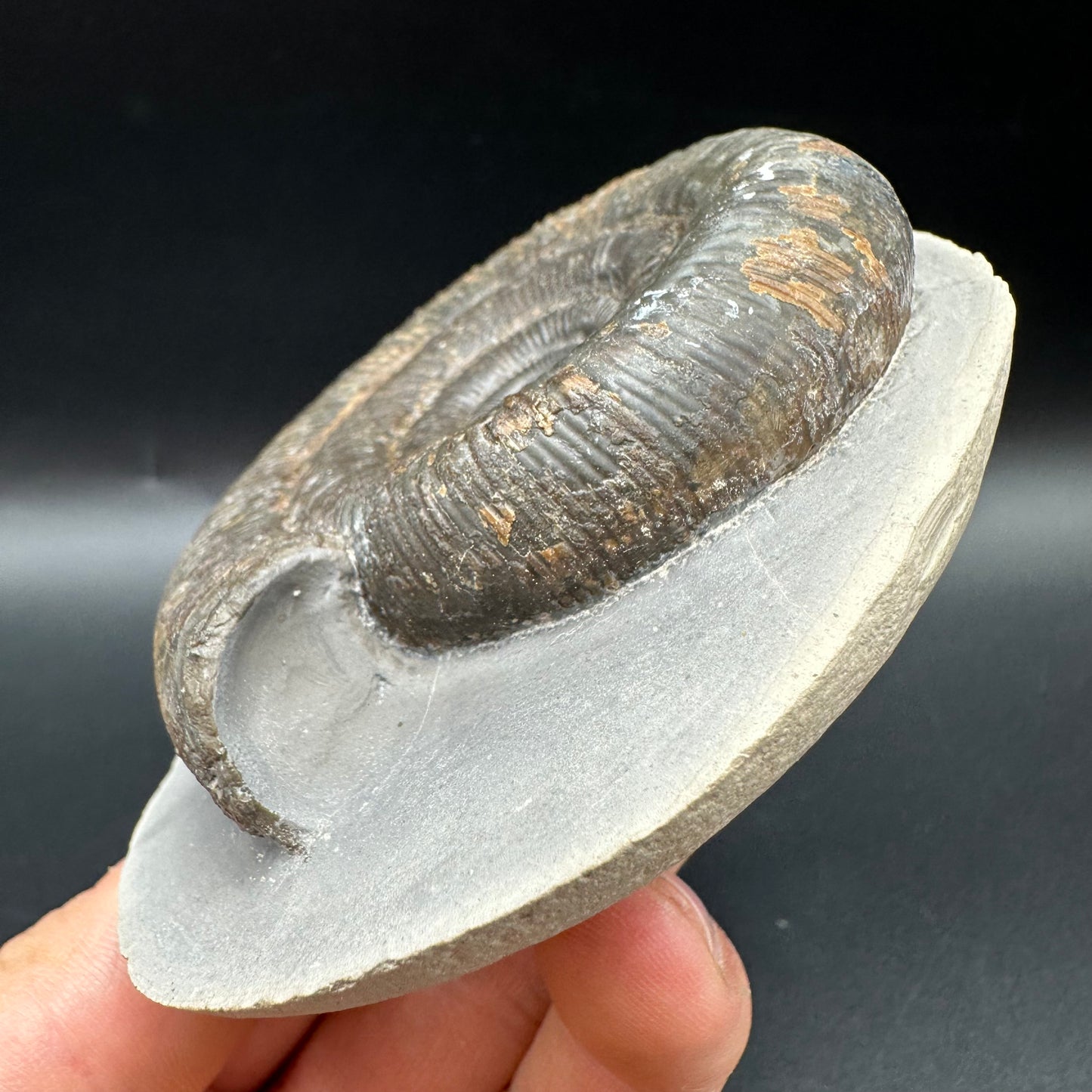 Dactylioceras clevelandicum Ammonite fossil with box and stand - Whitby, North Yorkshire Jurassic Coast