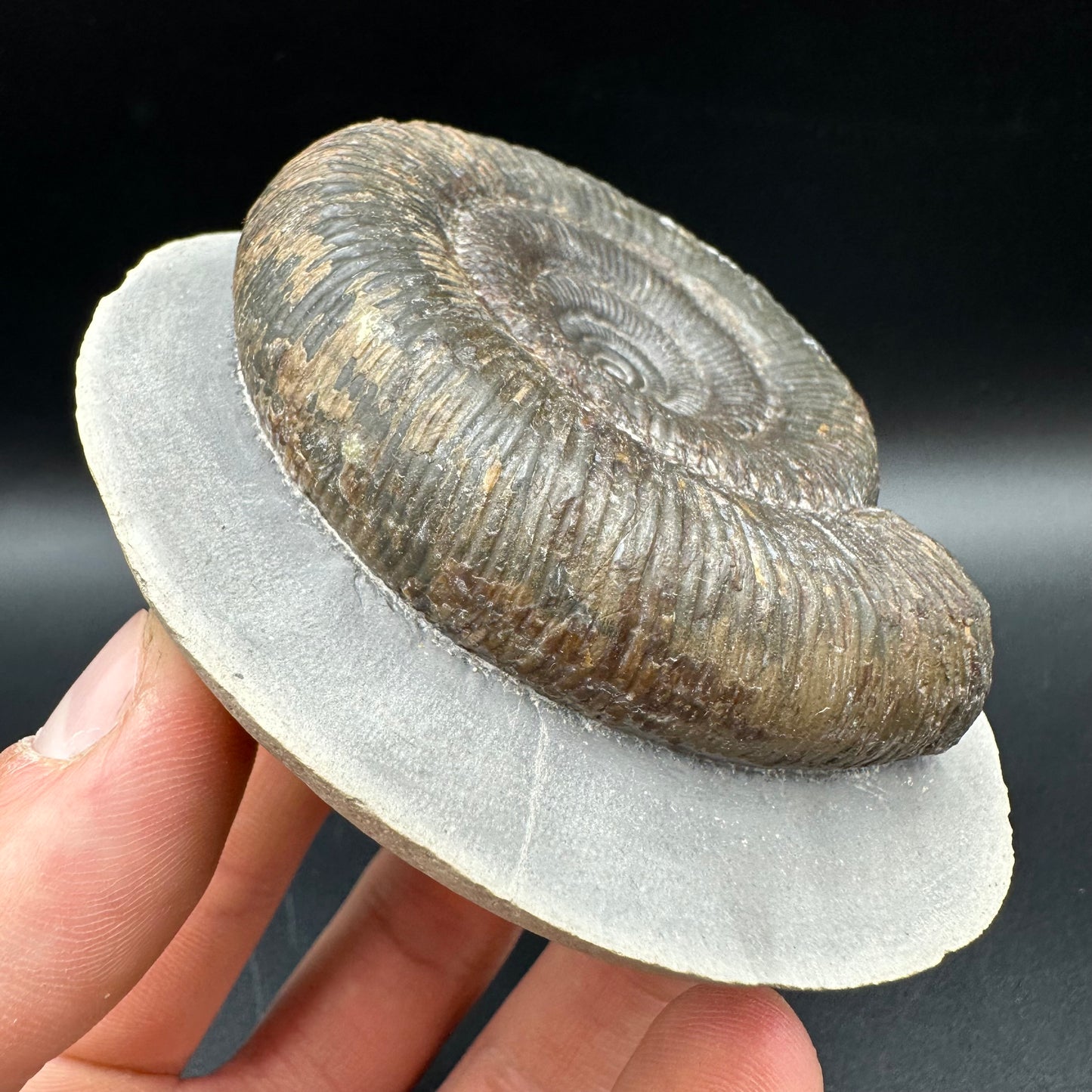 Dactylioceras clevelandicum Ammonite fossil with box and stand - Whitby, North Yorkshire Jurassic Coast