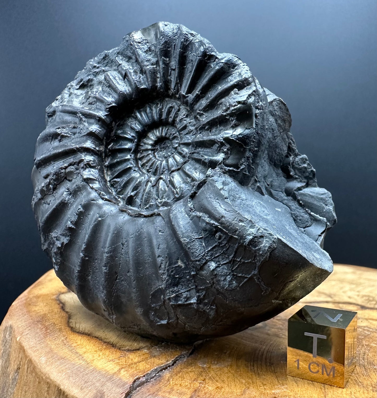 Asteroceras Ammonite fossil with box and stand - Whitby, North Yorkshire Jurassic Coast Yorkshire Fossils