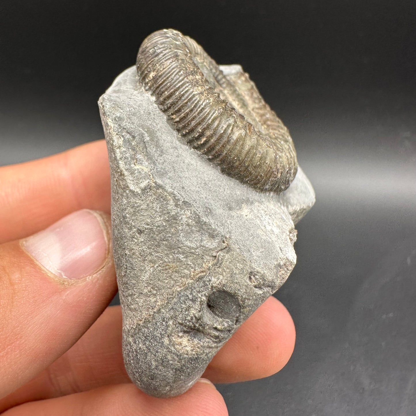Dactylioceras Ammonite Fossil With Box And Stand - Whitby, North Yorkshire Jurassic Coast Yorkshire Fossils