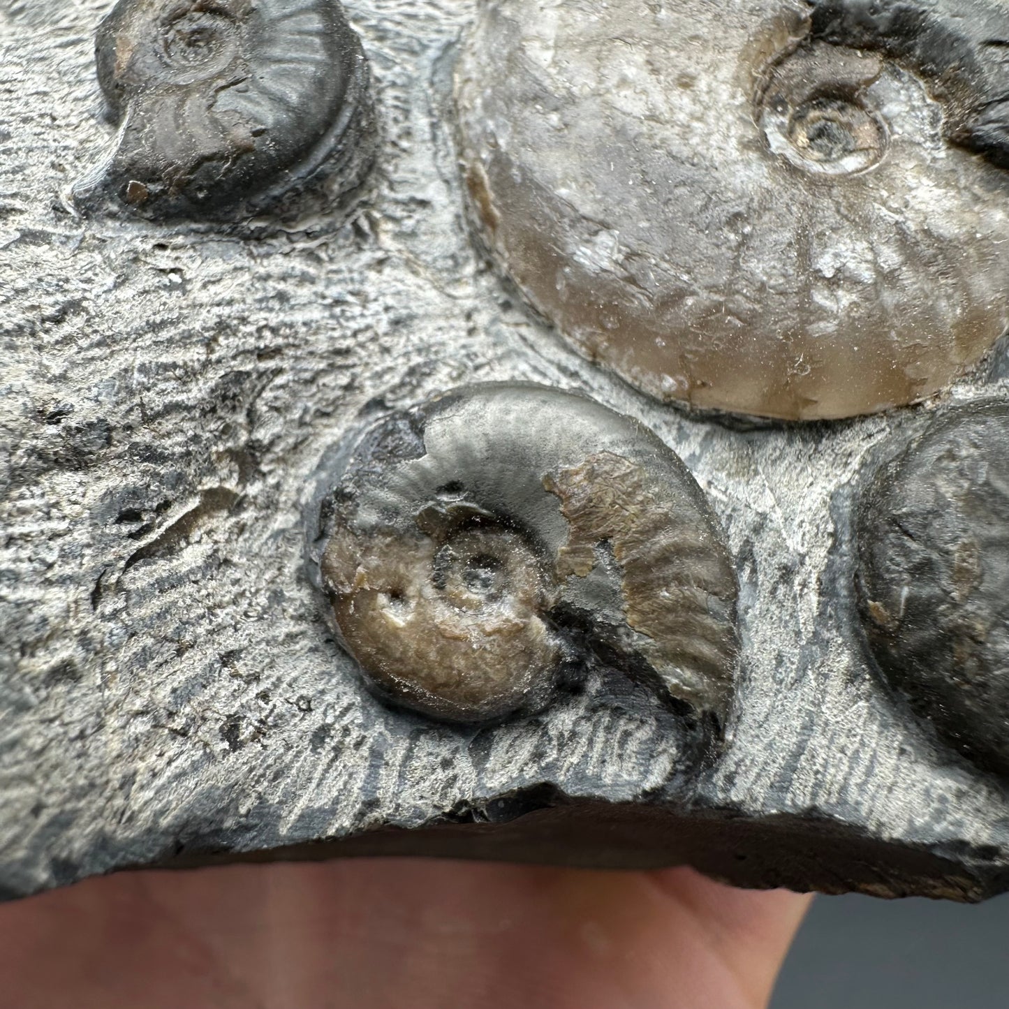 Eleganticeras Elegantulum ammonite fossil - Whitby, North Yorkshire Jurassic Coast, Yorkshire Fossils