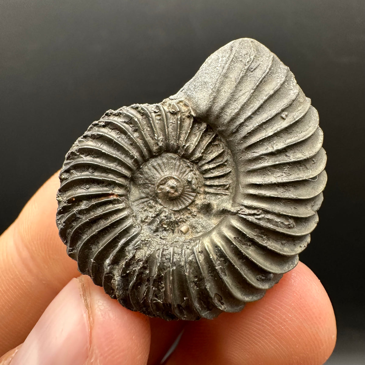 Schlothemia sp. ammonite fossil with box and stand - Whitby, North Yorkshire Jurassic Coast, Yorkshire fossils