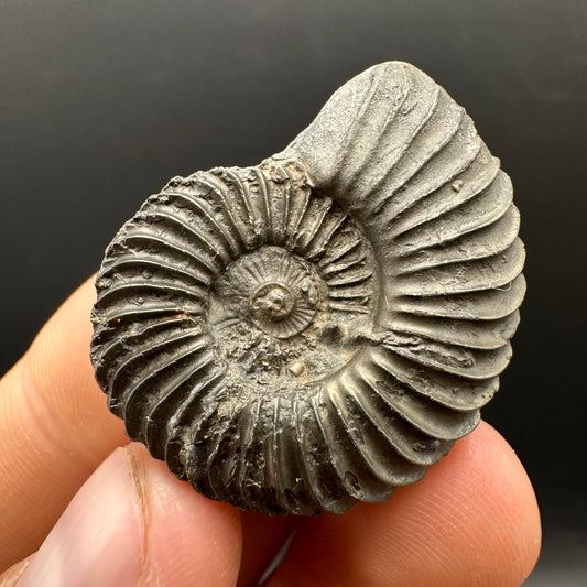 Schlothemia sp. ammonite fossil with box and stand - Whitby, North Yorkshire Jurassic Coast, Yorkshire fossils