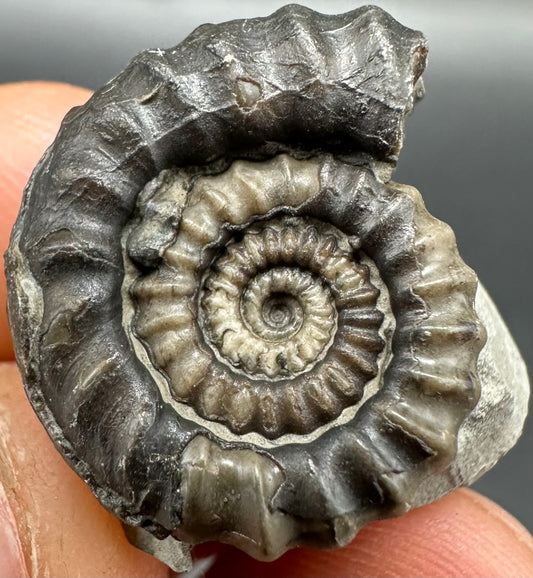 Gagaticeras Ammonite fossil with box and stand - Whitby, North Yorkshire Jurassic Coast Yorkshire Fossils