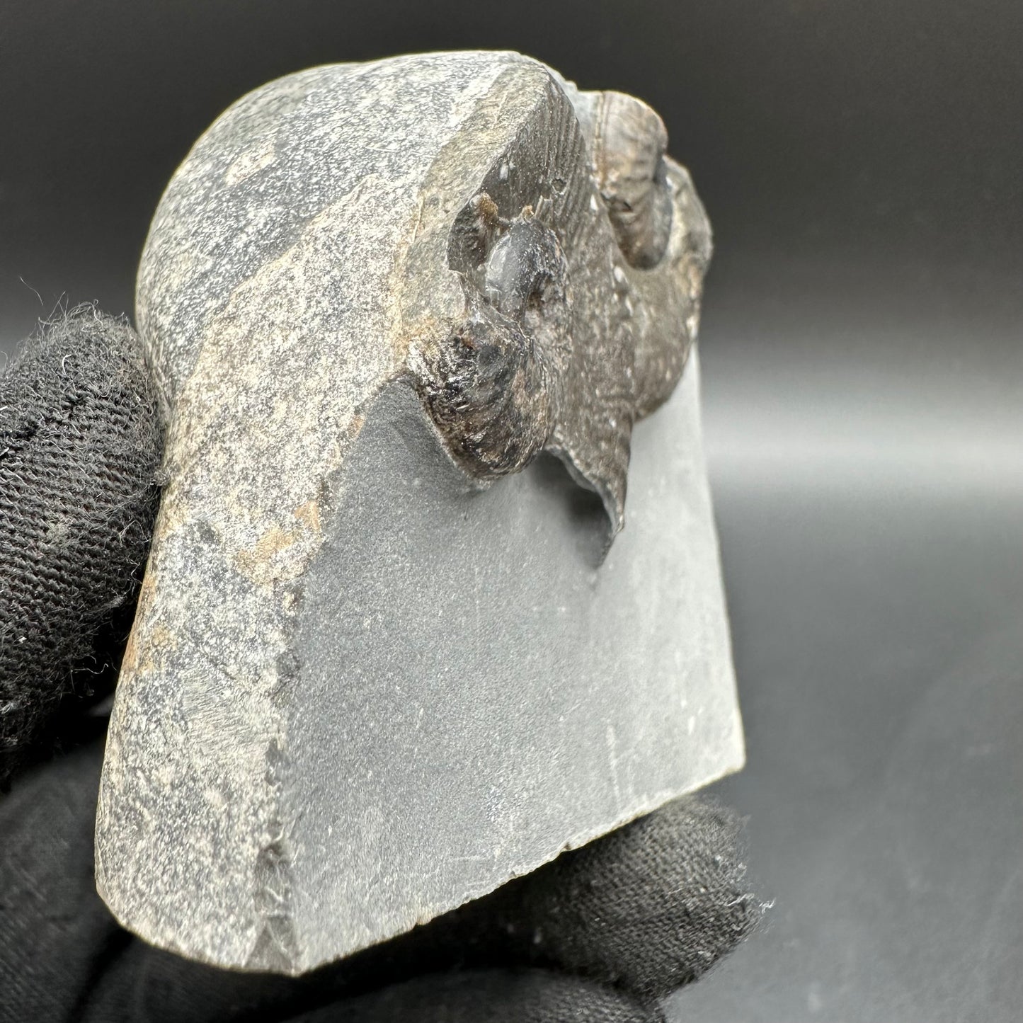 Cleviceras sp. ammonite shell fossil with stand - Whitby, North Yorkshire Jurassic Coast Yorkshire Fossils