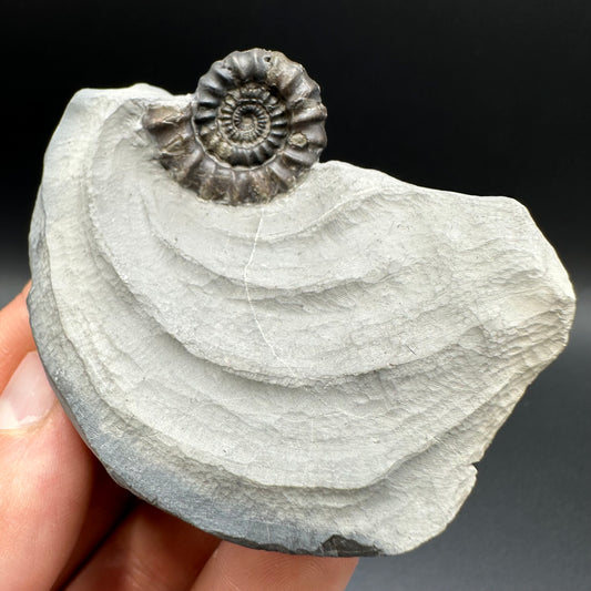 Gagaticeras ammonite fossil with gift box and stand- Whitby, North Yorkshire Jurassic Coast Yorkshire Fossils