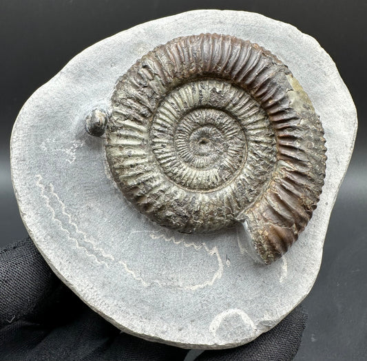 Dactylioceras Ammonite Fossil With Box And Stand - Whitby, North Yorkshire Jurassic Coast Yorkshire Fossils