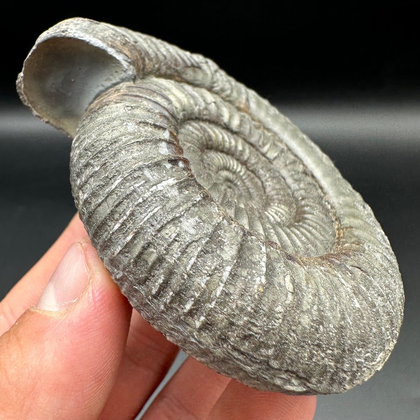 Catacoeloceras Sp. ammonite fossil with box and stand- Whitby, North Yorkshire Jurassic Coast Yorkshire Fossils