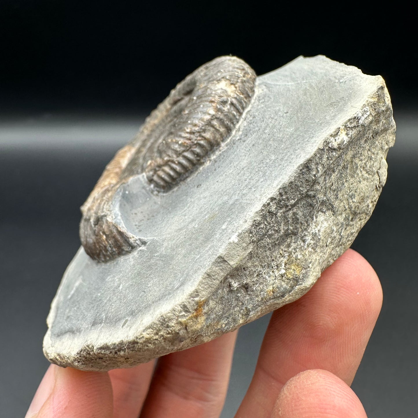 Dactylioceras Ammonite Fossil With Box And Stand - Whitby, North Yorkshire Jurassic Coast Yorkshire Fossils