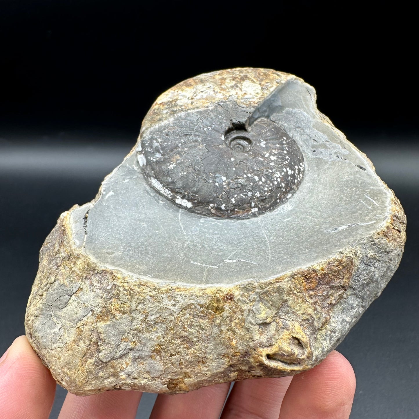 Pseudolioceras lythense ammonite fossil with box and stand - Whitby, North Yorkshire, Yorkshire Fossils on the Jurassic Coast