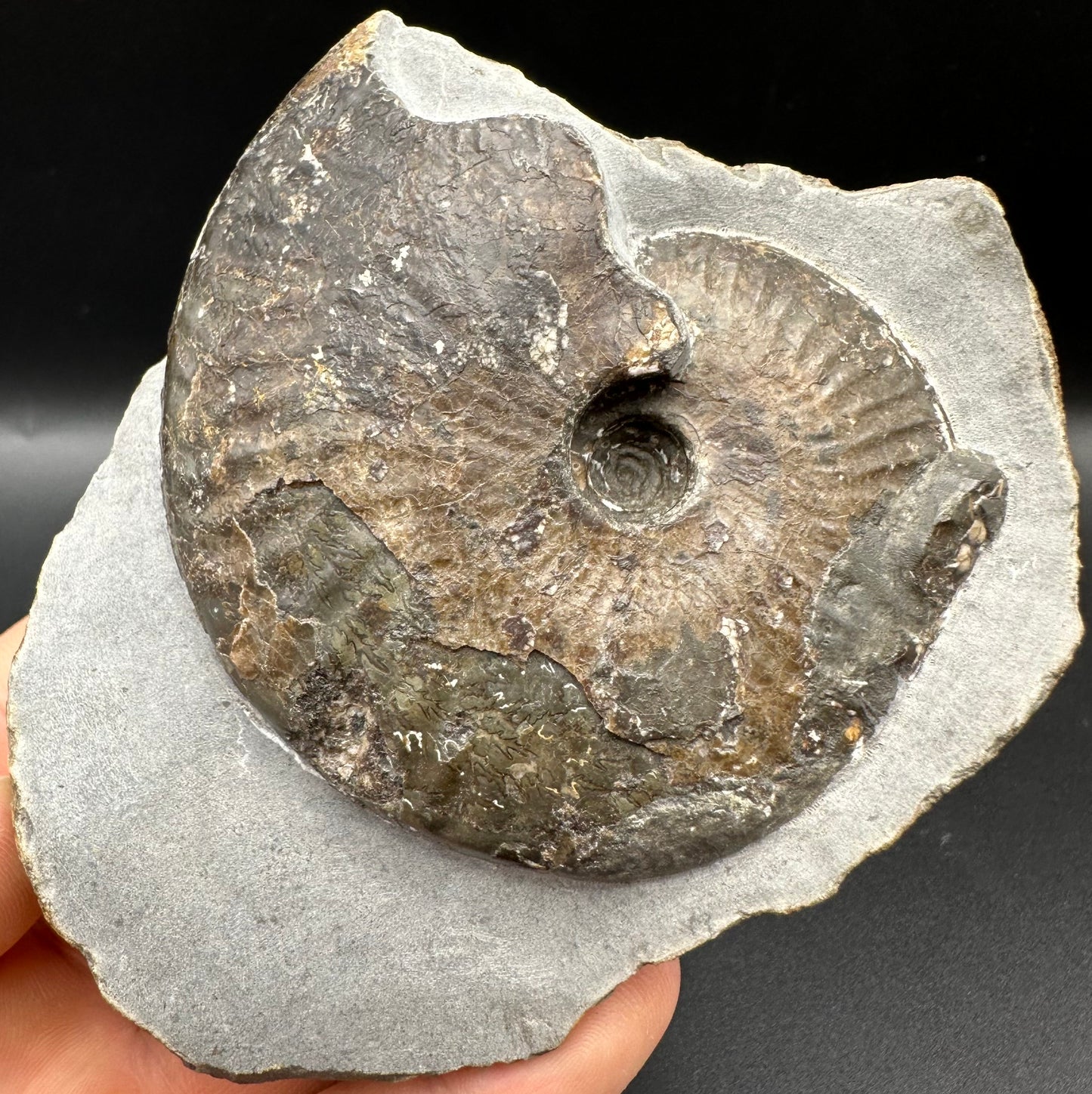 Pseudolioceras lythense Ammonite fossil with box and stand - Whitby, North Yorkshire, Yorkshire Fossils on the Jurassic Coast