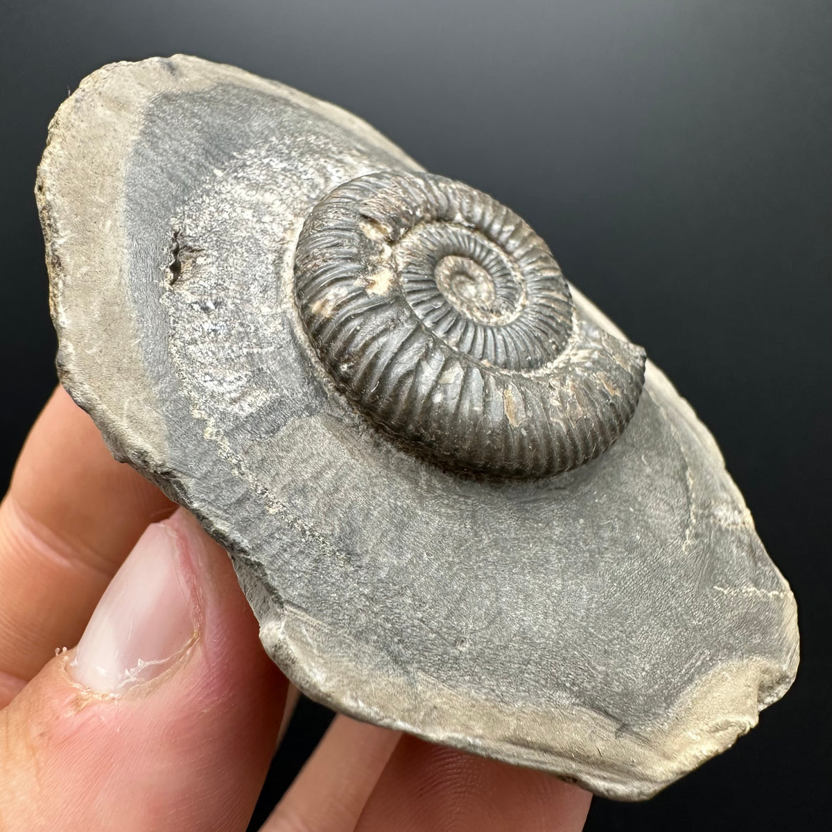 Dactylioceras Ammonite Fossil With box and Stand - Whitby, North Yorkshire Jurassic Coast Yorkshire Fossils