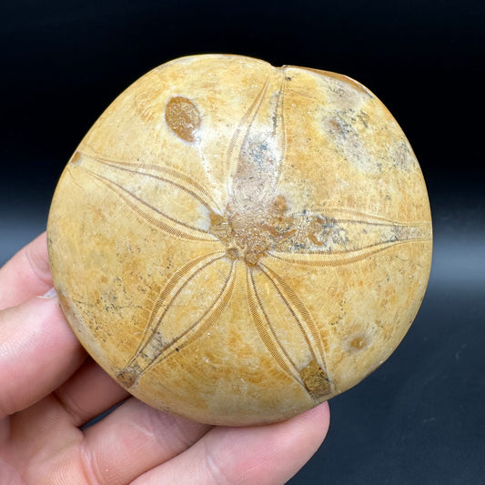 Holectypus Sea Urchin Fossil With Box And Stand - Middle Jurassic Madagascar