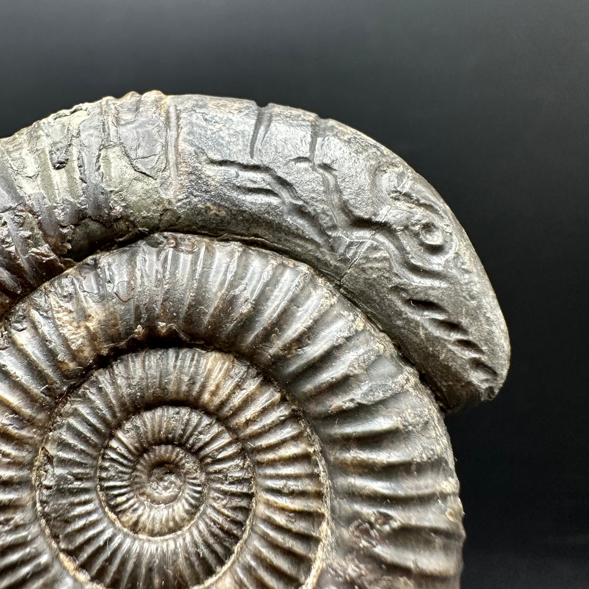 Snakestone Ammonite Fossil With Bag/Box And Stand - Whitby, North Yorkshire Jurassic Coast Yorkshire Fossils