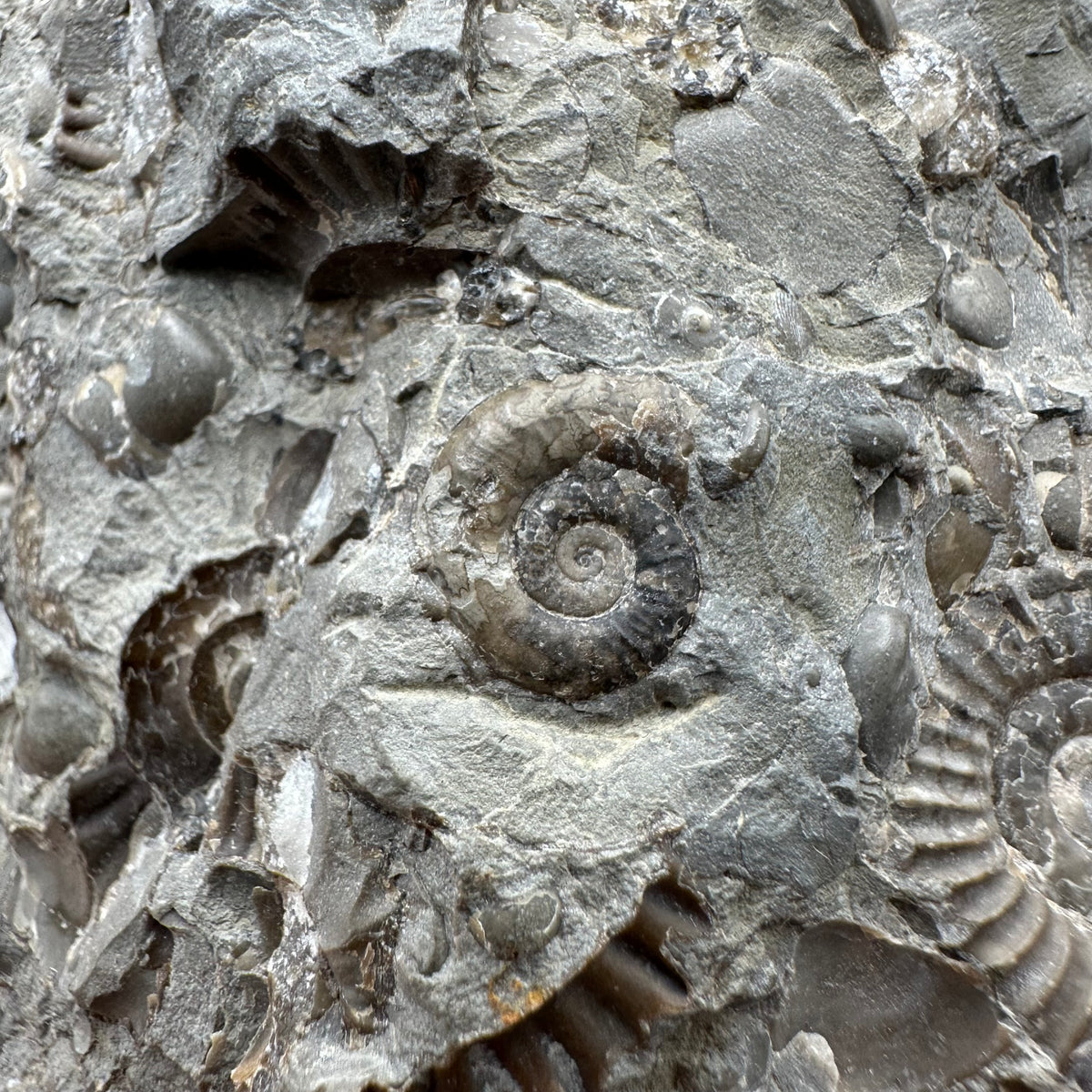 Arnioceras ammonite shell fossil with stand - Whitby, North Yorkshire Jurassic Coast Yorkshire Fossils