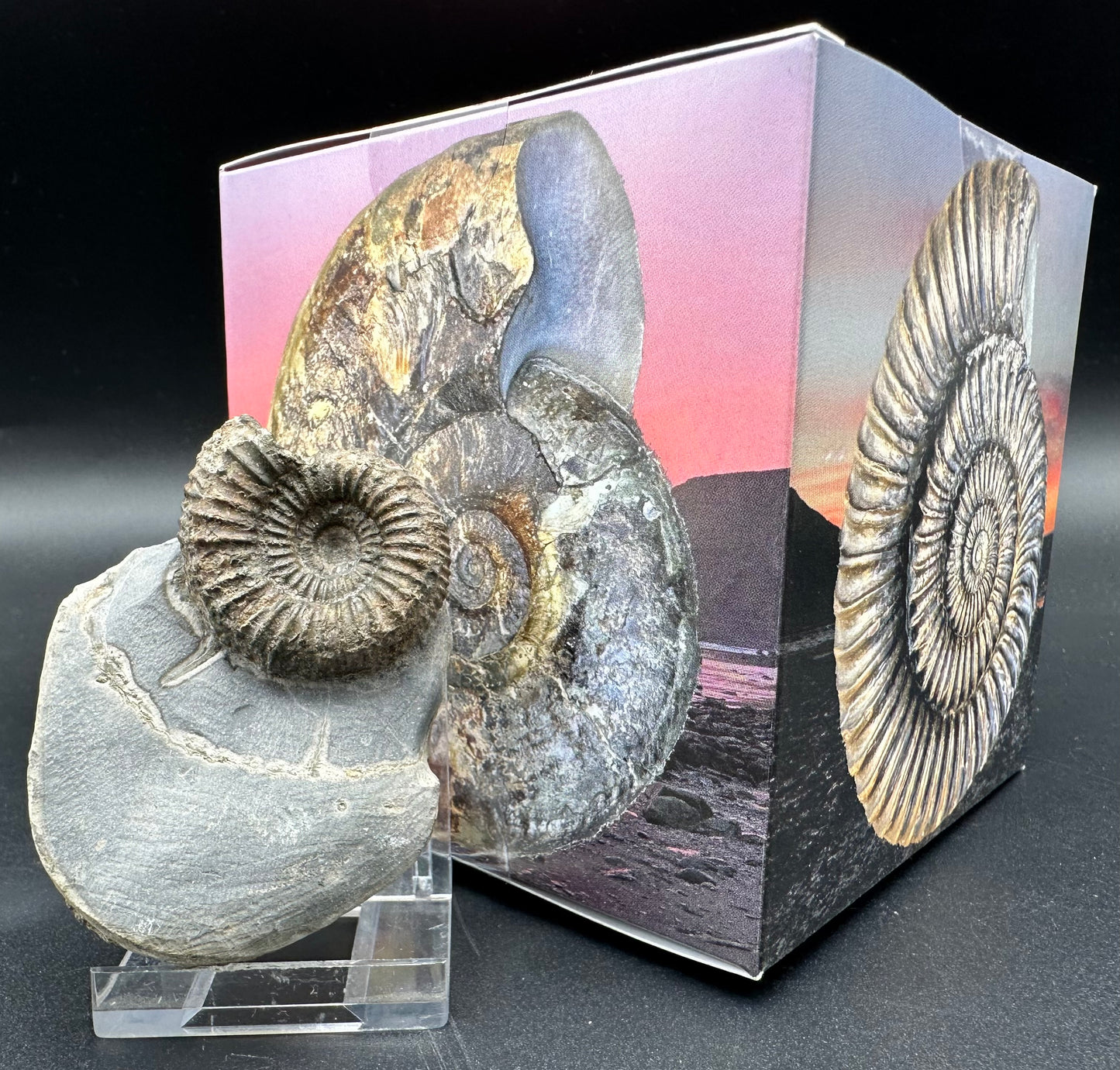 Catacoeloceras Sp. ammonite fossil with box and stand- Whitby, North Yorkshire Jurassic Coast Yorkshire Fossils