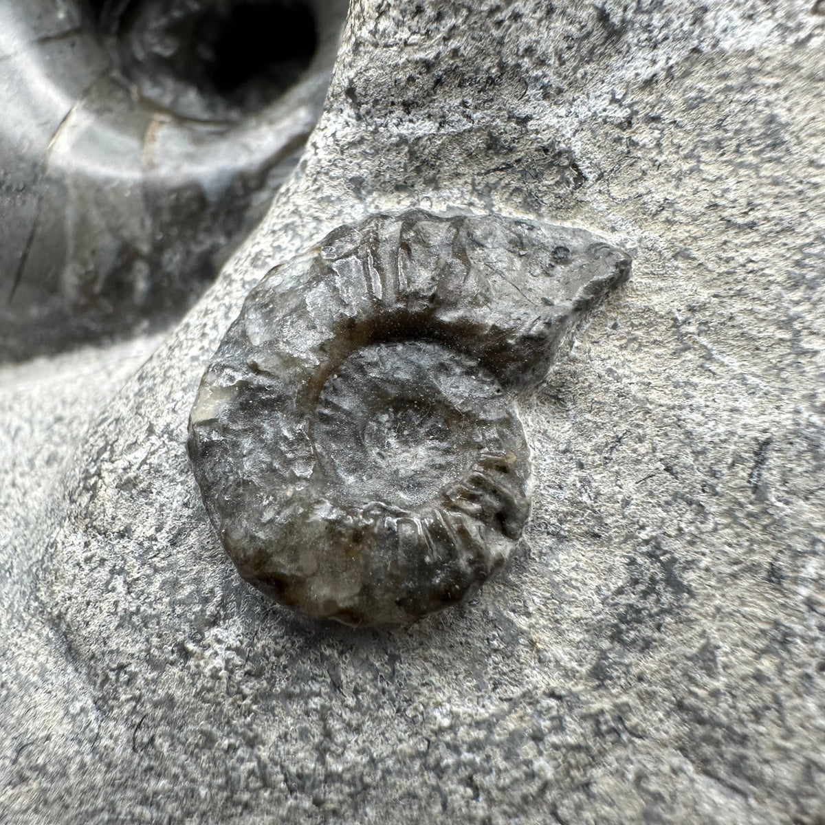 Nautilus shell fossil - Whitby, North Yorkshire Jurassic Coast