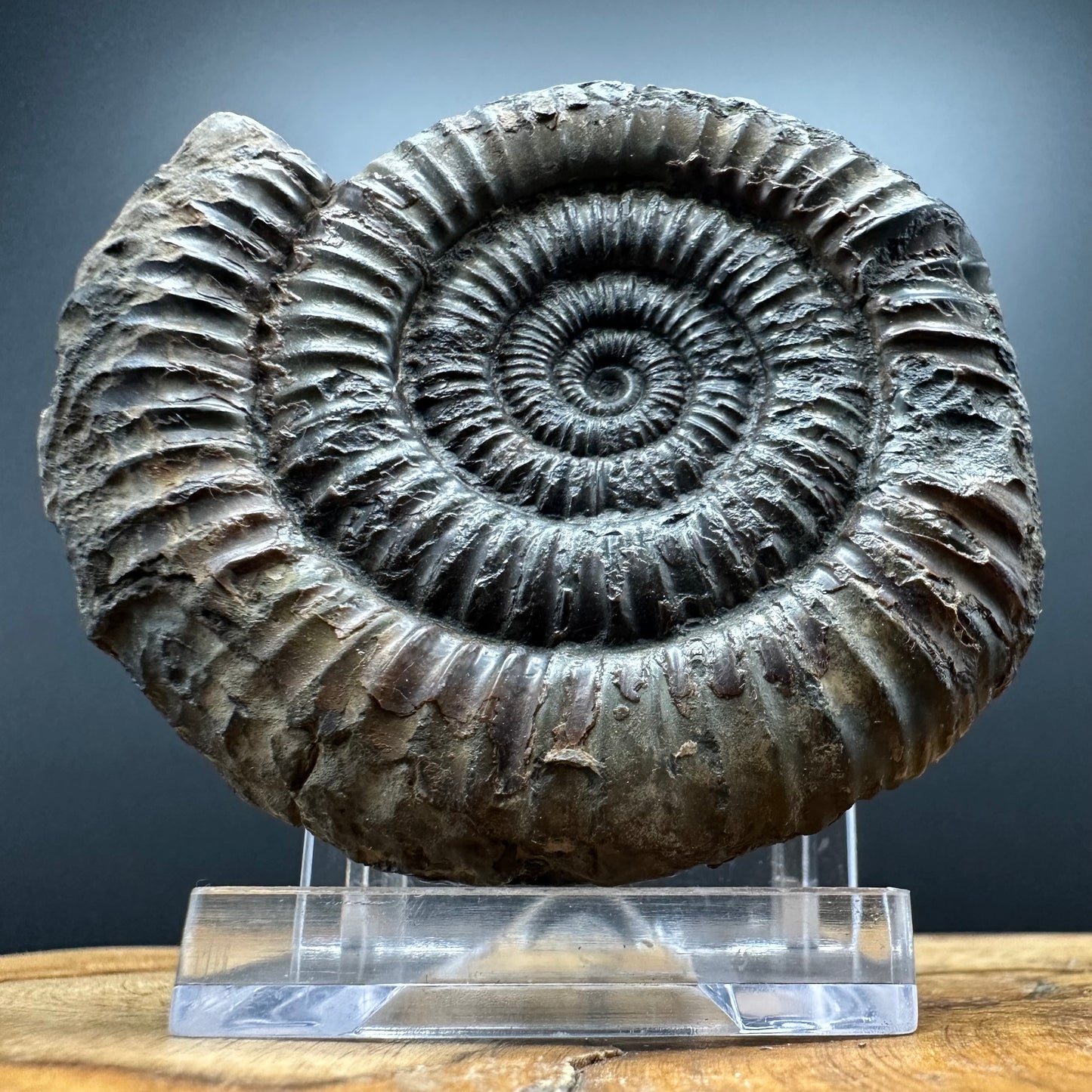 Dactylioceras Ammonite Fossil With box and Stand - Whitby, North Yorkshire Jurassic Coast Yorkshire Fossils