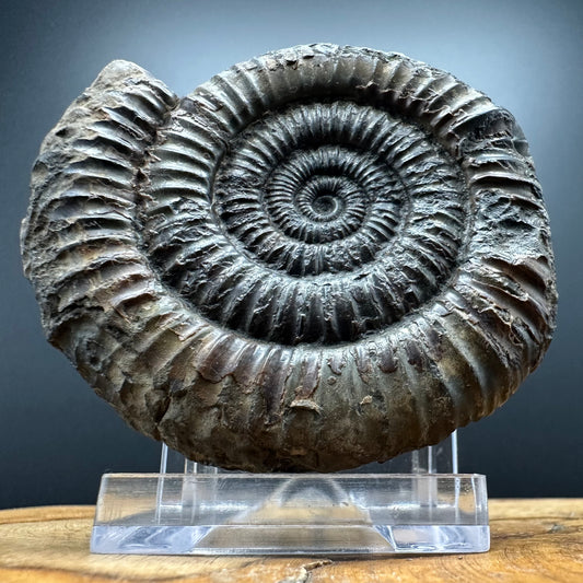 Dactylioceras Ammonite Fossil With box and Stand - Whitby, North Yorkshire Jurassic Coast Yorkshire Fossils