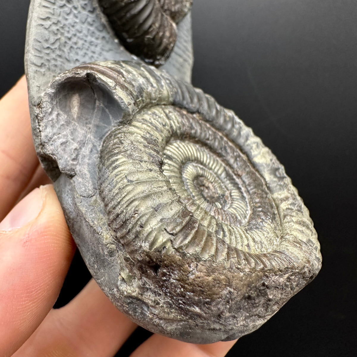 Dactylioceras Ammonite Fossil With Stand - Whitby, North Yorkshire Jurassic Coast Yorkshire Fossils