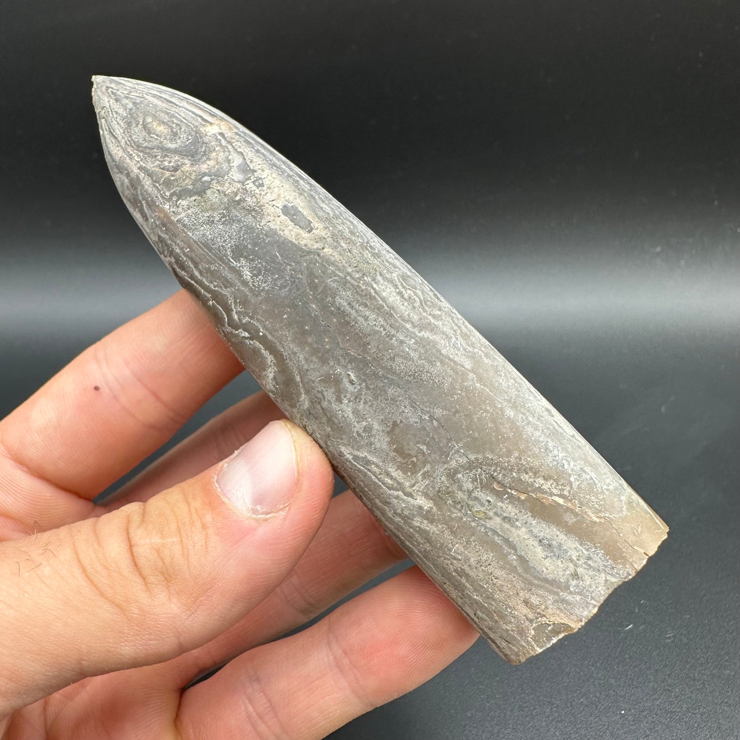 Belemnite (Fossil Squid) shell fossil with box and stand - Whitby, North Yorkshire Jurassic Coast Yorkshire Fossils