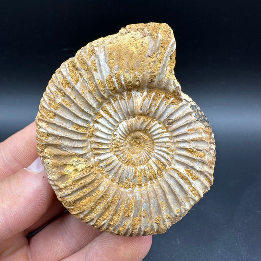 Dichotomosphinctes Ammonite Fossil With Box And Stand - Middle Jurassic Ammonite Madagascar