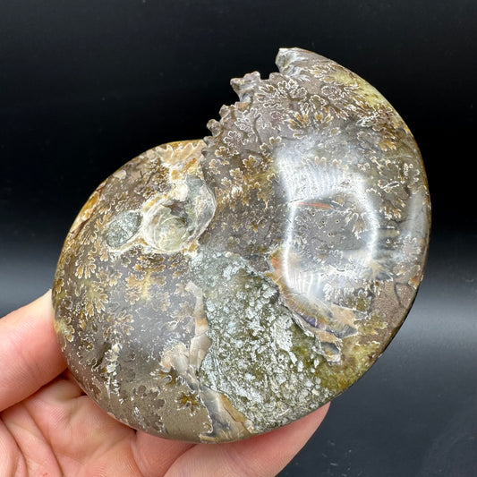 Cleoniceras Ammonite Fossil With Box And Stand - Cretaceous Ammonite Madagascar