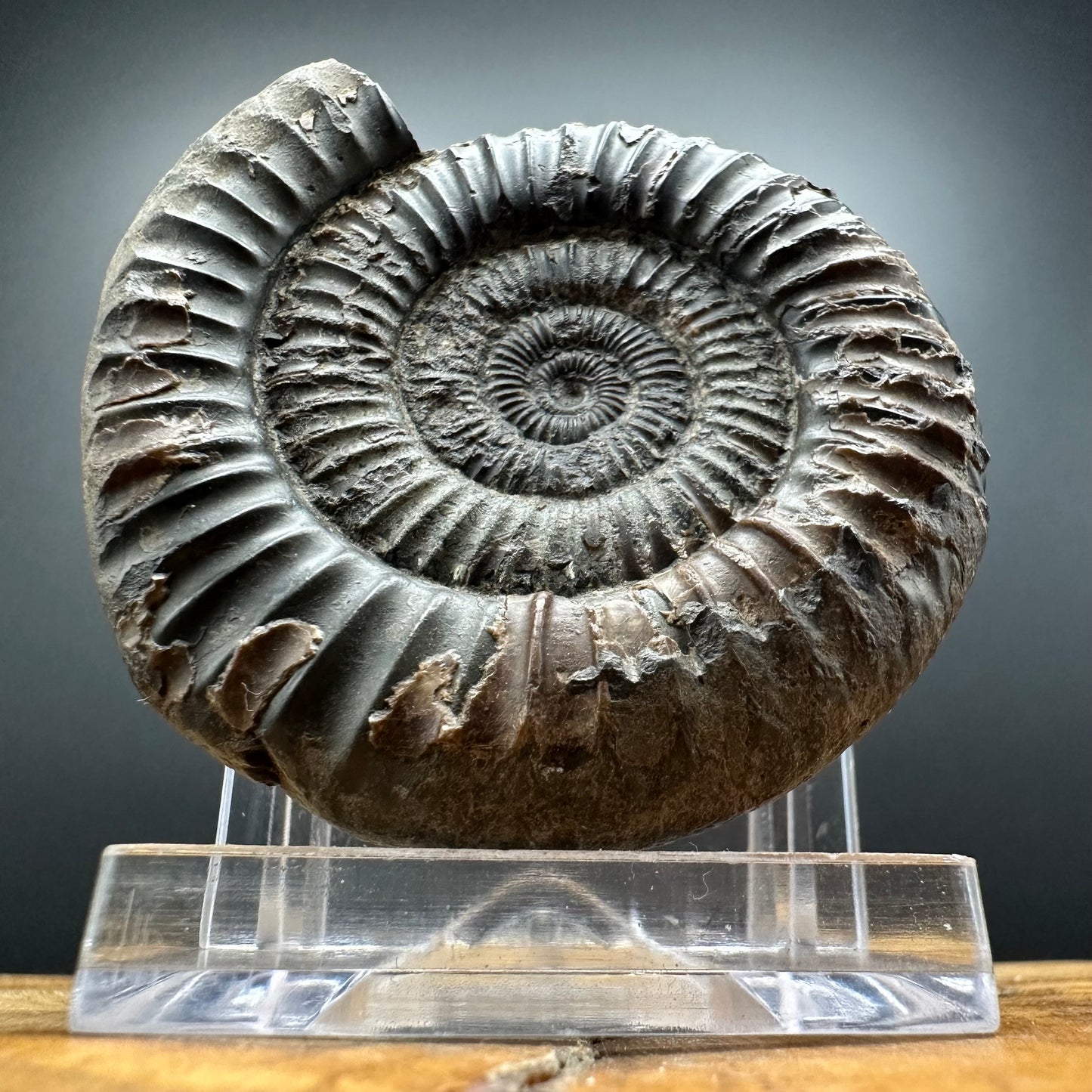 Dactylioceras Ammonite Fossil With box and Stand - Whitby, North Yorkshire Jurassic Coast Yorkshire Fossils