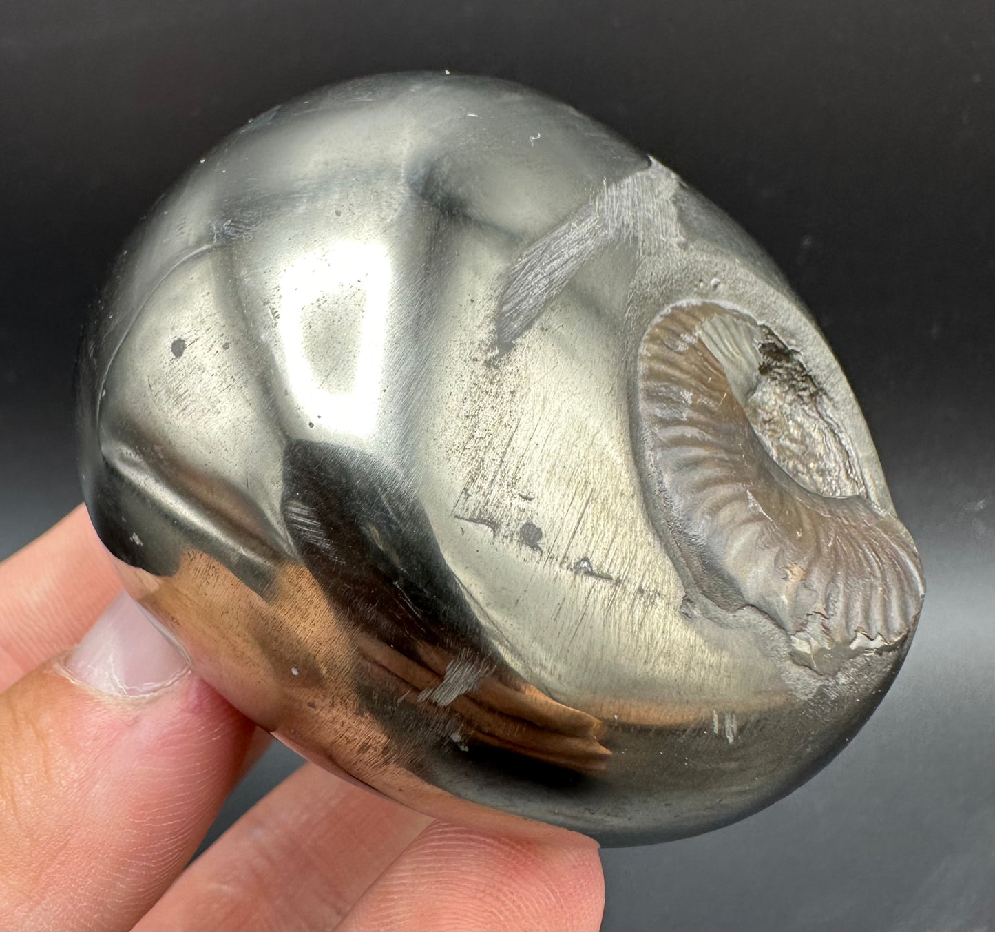 Golden Egg (GENUINE) Ammonite Fossil With Stand - Whitby, North Yorkshire Jurassic Coast Yorkshire Fossils