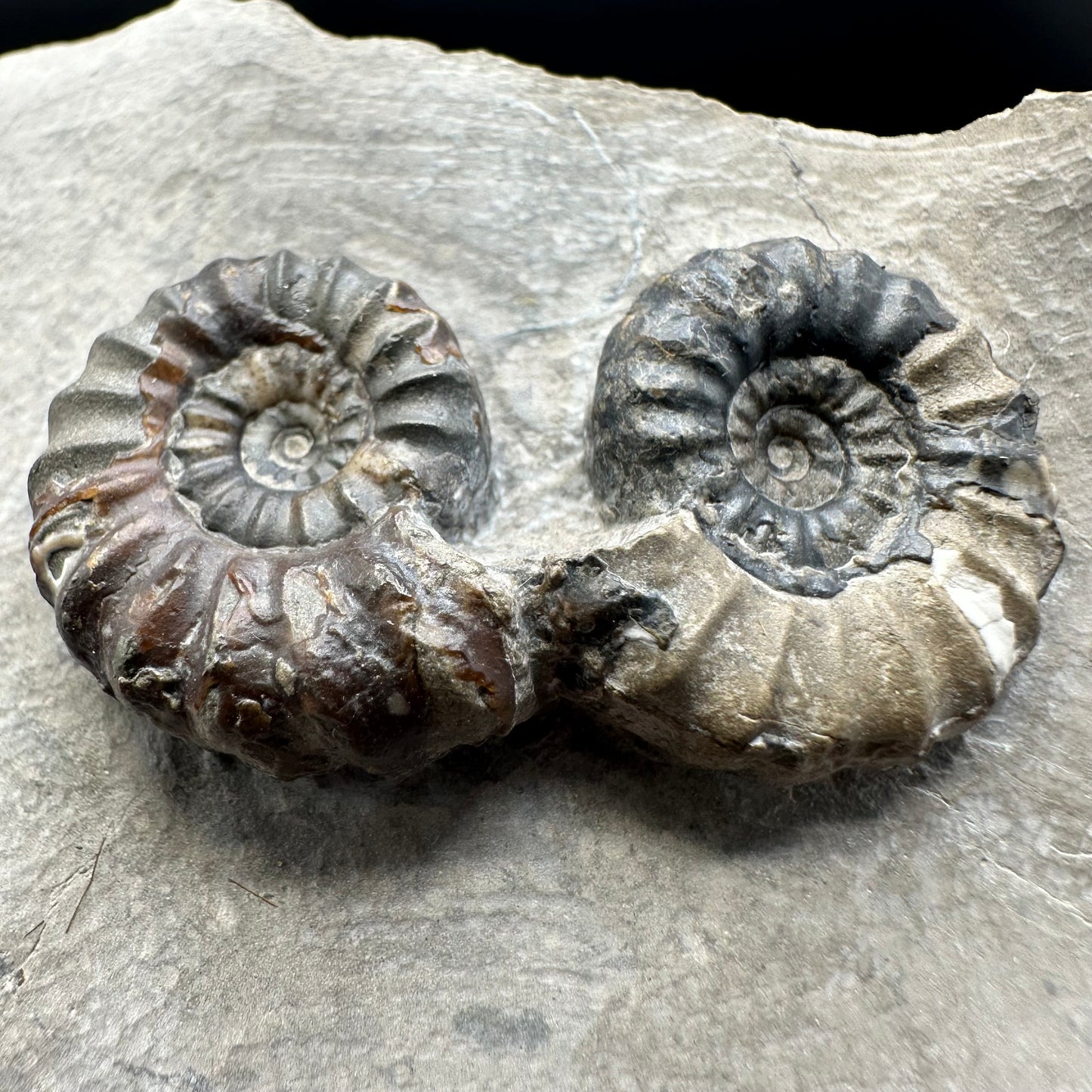 Androgynoceras maculatum ammonite fossil with gift box and stand - Whitby, North Yorkshire Jurassic Coast Yorkshire Fossils