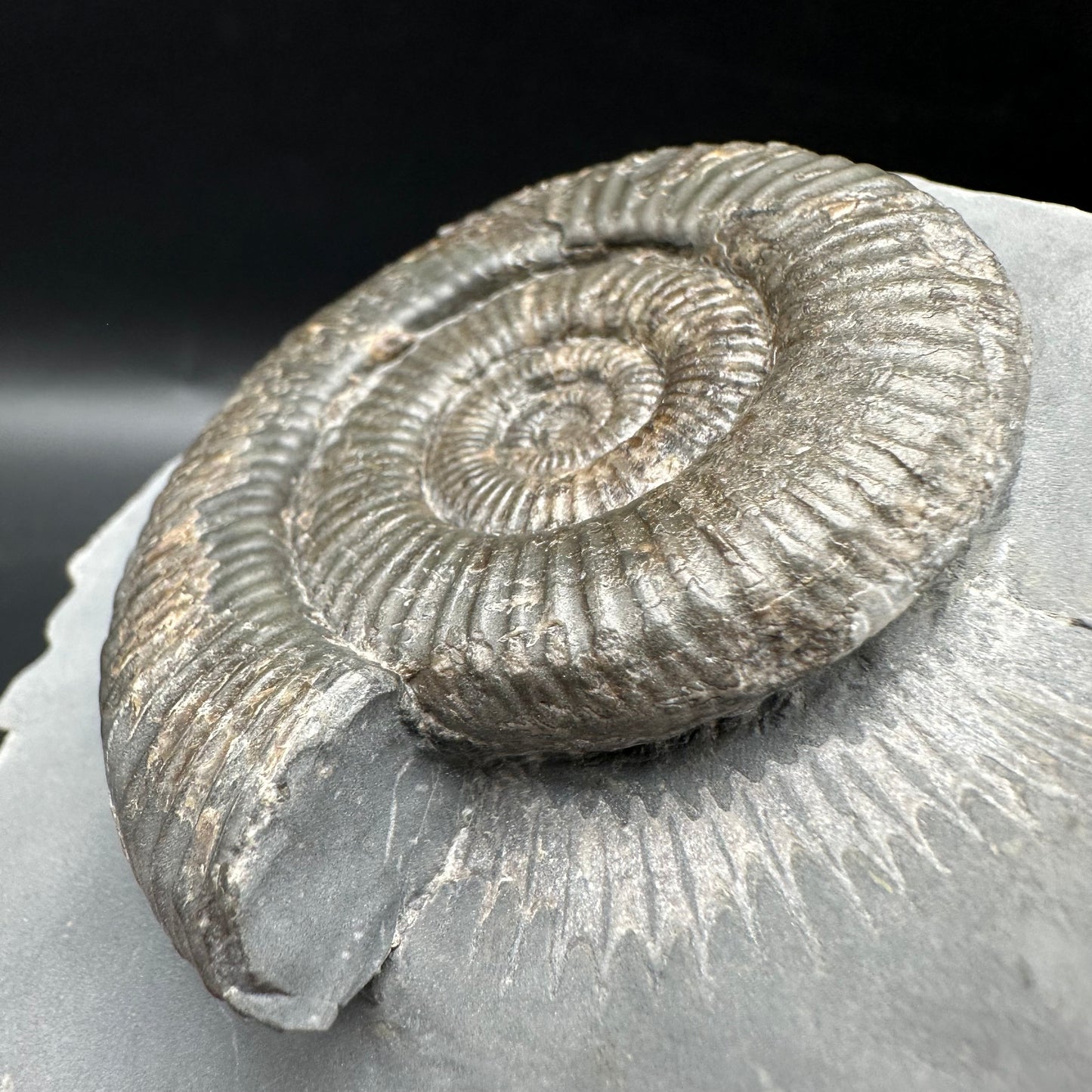 Zugodactylites Ammonite fossil with box and stand - Whitby, North Yorkshire Jurassic Coast, Yorkshire fossils