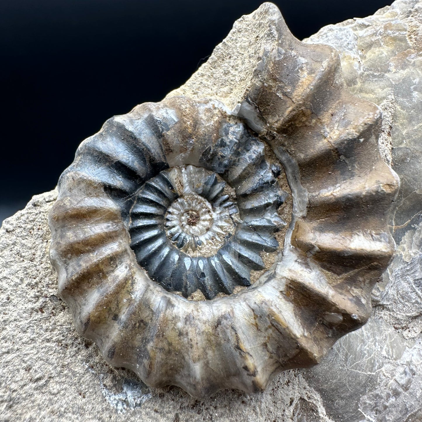 Androgynoceras Capricornus ammonite fossil - Whitby, North Yorkshire Jurassic Coast Yorkshire Fossils