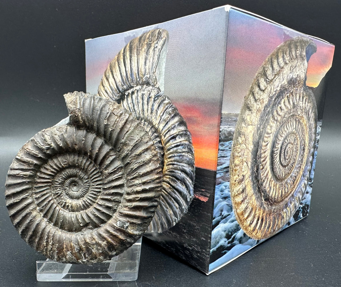 Dactylioceras Ammonite Fossil With Box And Stand - Whitby, North Yorkshire Jurassic Coast Yorkshire Fossils