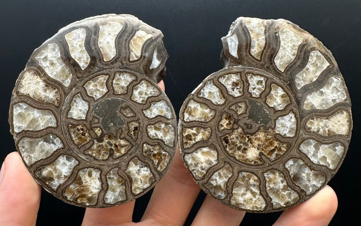 Hildoceras Bifrons Ammonite fossil with stand - Whitby, North Yorkshire Jurassic Coast, Yorkshire Fossils from the Jurassic Coast