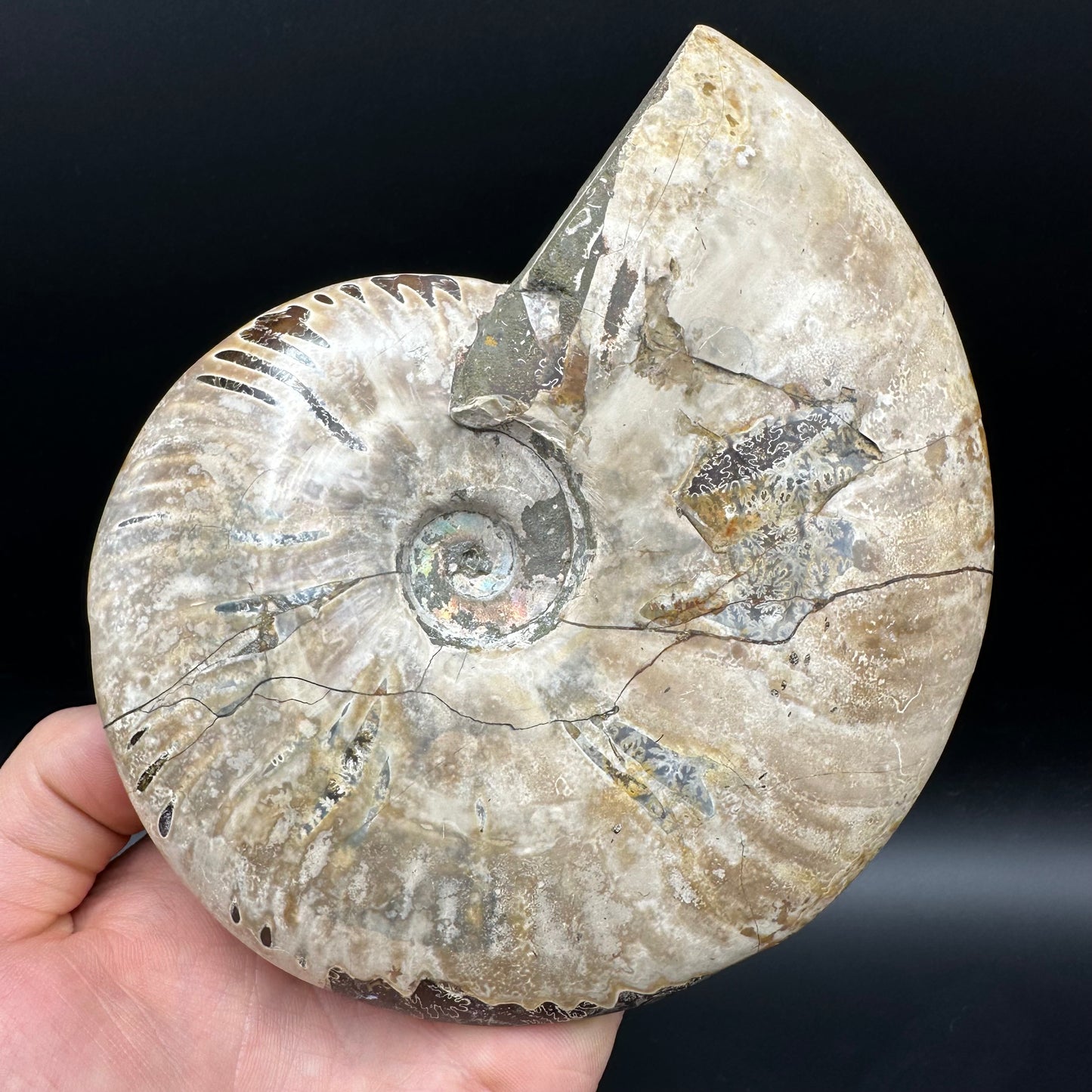 Cleoniceras Ammonite Fossil With Stand - Cretaceous Ammonite Madagascar