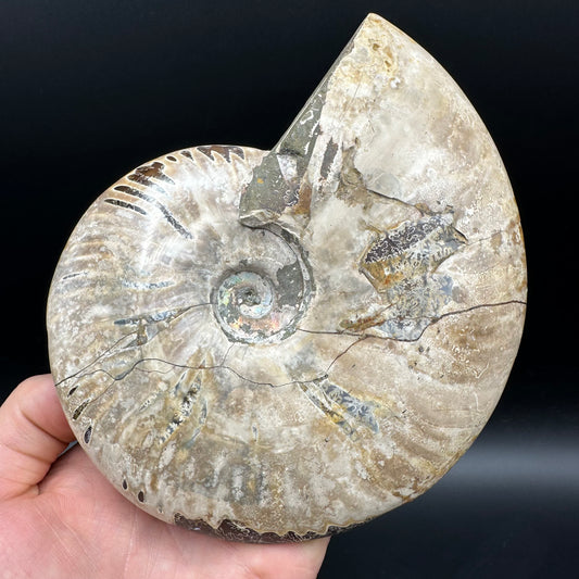 Cleoniceras Ammonite Fossil With Stand - Cretaceous Ammonite Madagascar