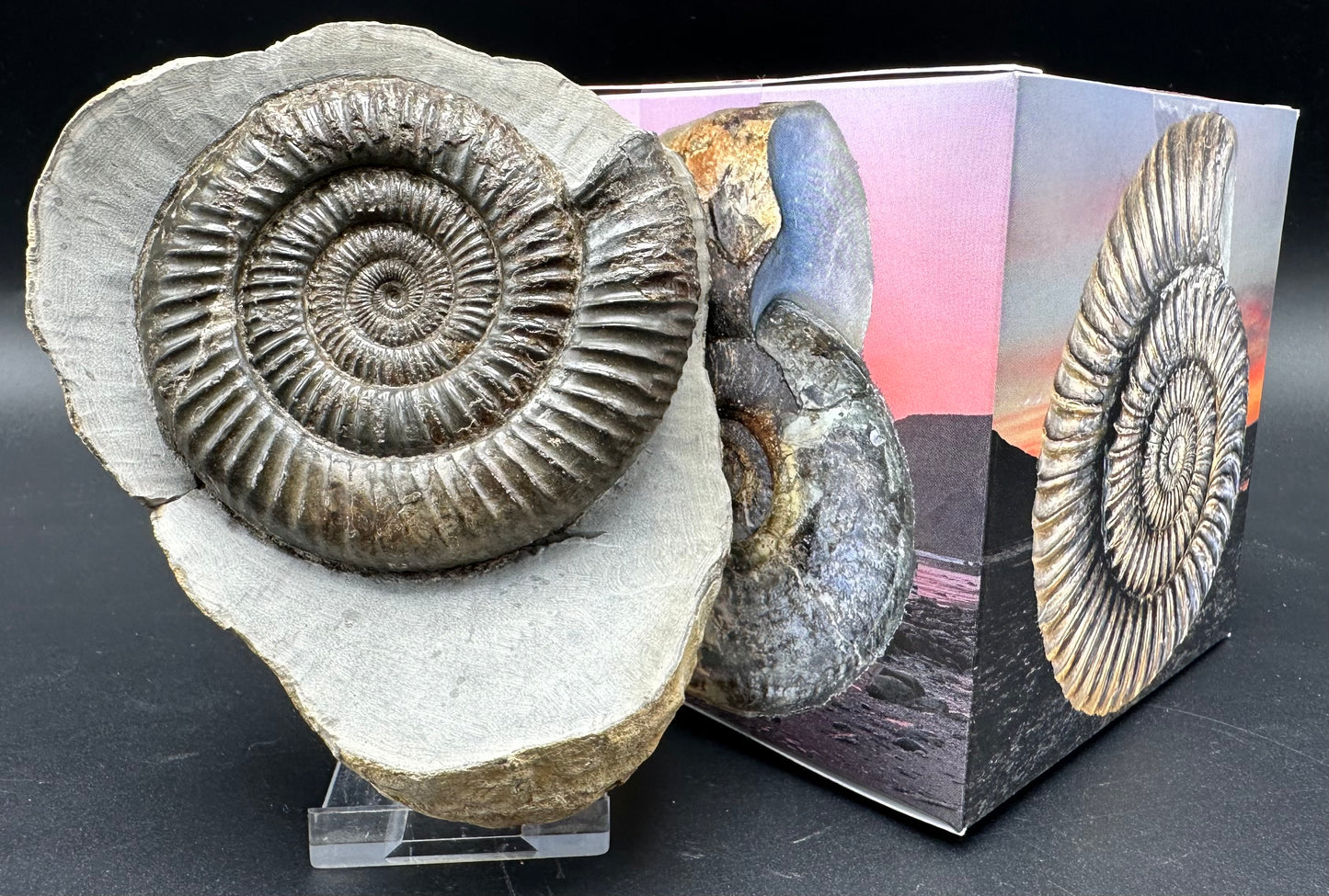 Dactylioceras Ammonite Fossil With Box And Stand - Whitby, North Yorkshire Jurassic Coast Yorkshire Fossils