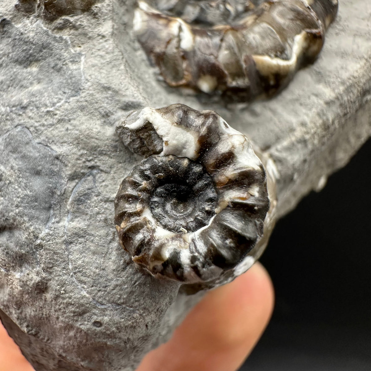Androgynoceras maculatum ammonite fossil with box and stand - Whitby, North Yorkshire Jurassic Coast Yorkshire Fossils