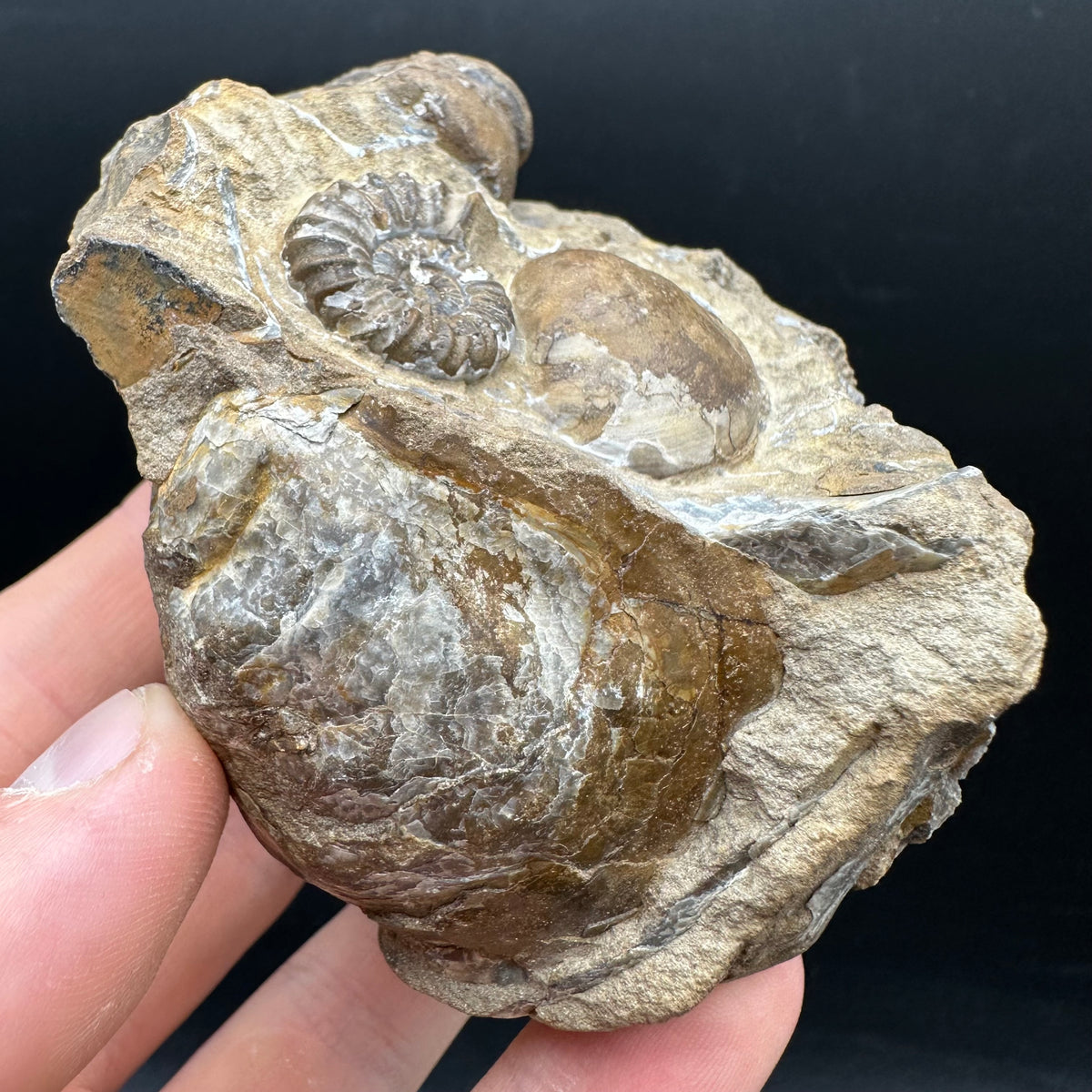 Androgynoceras capricornus Ammonite Fossil With Stand - Whitby, North Yorkshire Jurassic Coast Yorkshire Fossils
