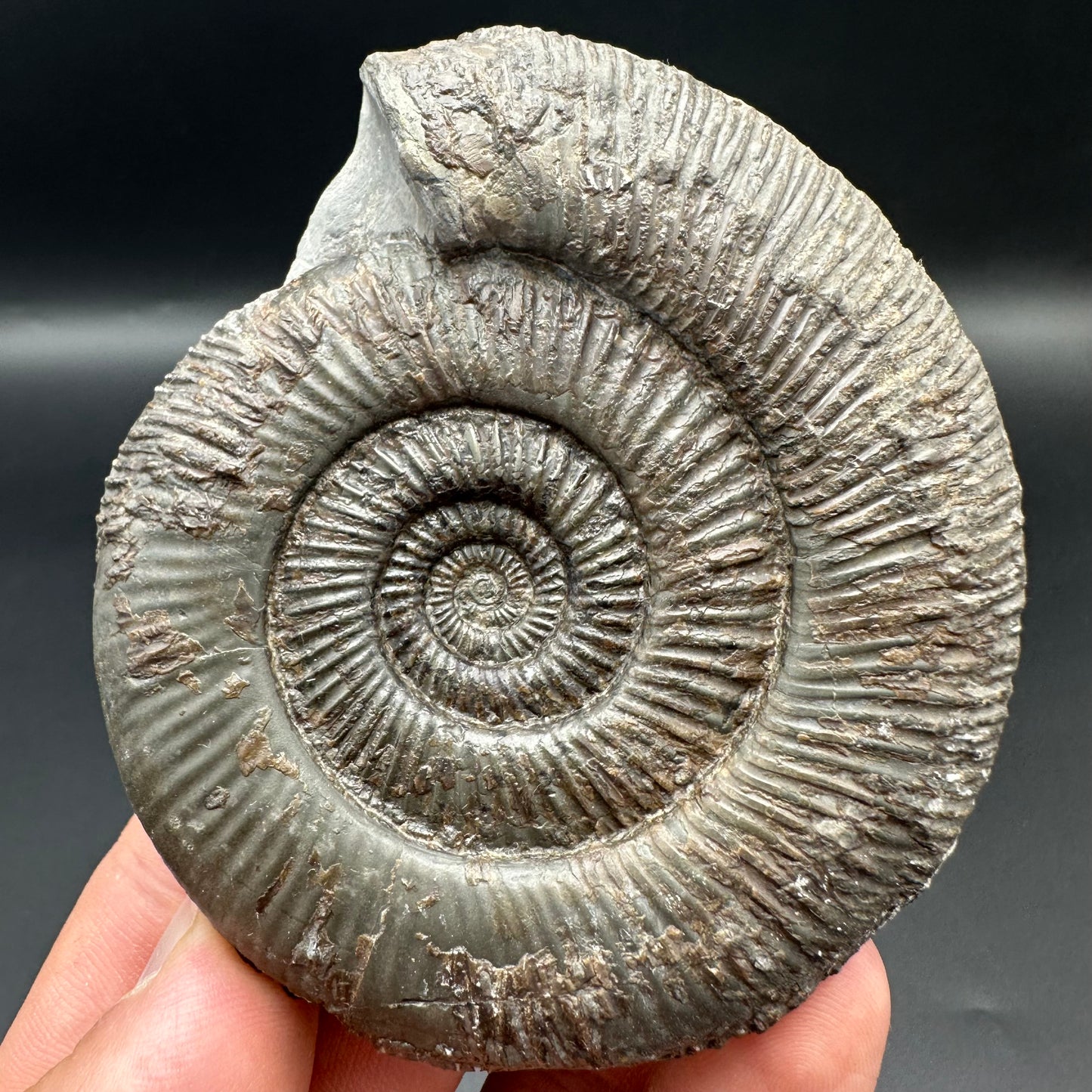 Dactylioceras semicelatum ammonite fossil with box and stand - Whitby, North Yorkshire Jurassic Coast Yorkshire Fossils