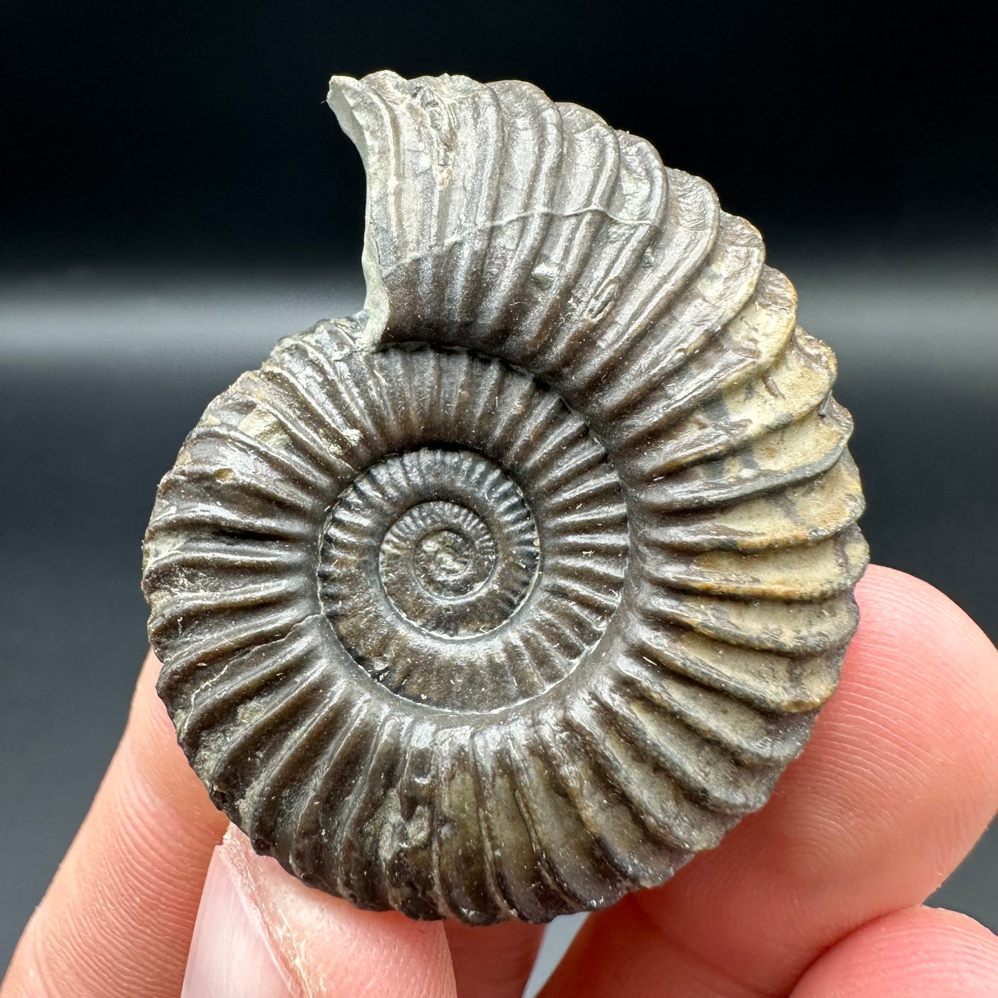 Schlothemia sp. ammonite fossil with box and stand - Whitby, North Yorkshire Jurassic Coast, Yorkshire fossils