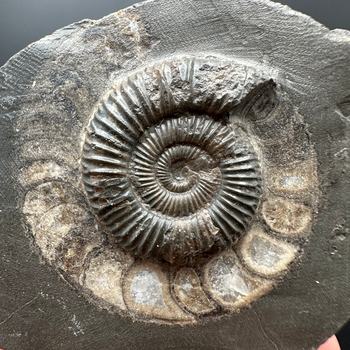 Dactylioceras Ammonite Fossil With box and Stand - Whitby, North Yorkshire Jurassic Coast Yorkshire Fossils