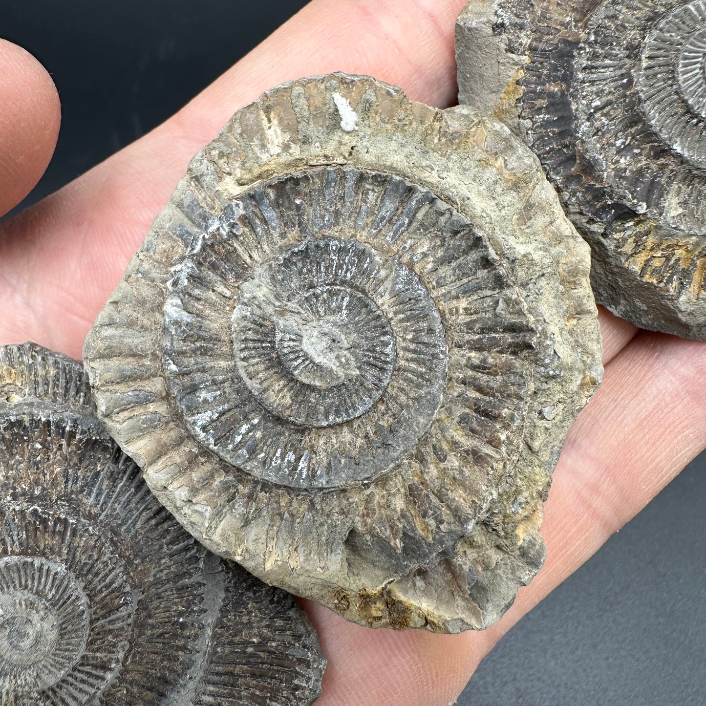 Dactylioceras imprint (negative) bundle ammonite shell fossil with box - Whitby, North Yorkshire, Yorkshire Fossils