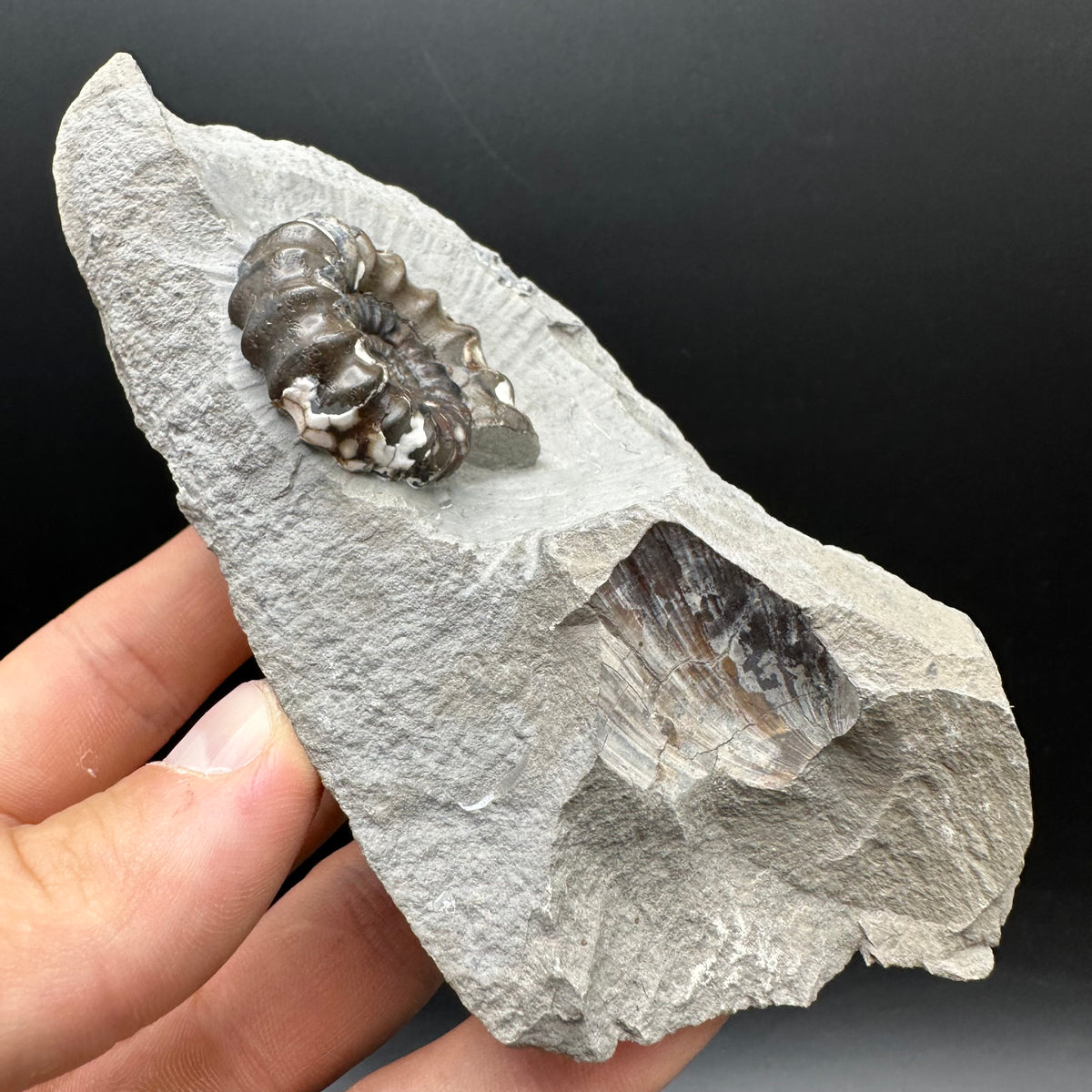 Androgynoceras maculatum ammonite fossil with stand - Whitby, North Yorkshire Jurassic Coast Yorkshire Fossils