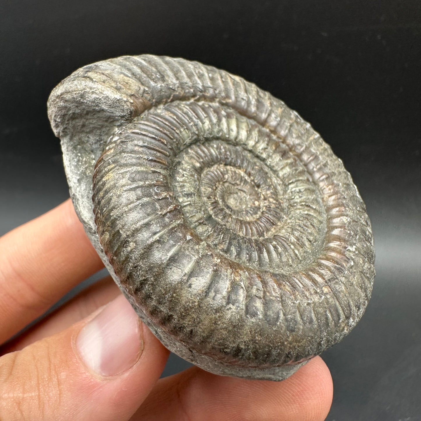 Dactylioceras Ammonite Fossil With box and Stand - Whitby, North Yorkshire Jurassic Coast Yorkshire Fossils